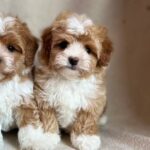 Quartz-male-Maltipoo-puppy-for-sale-3
