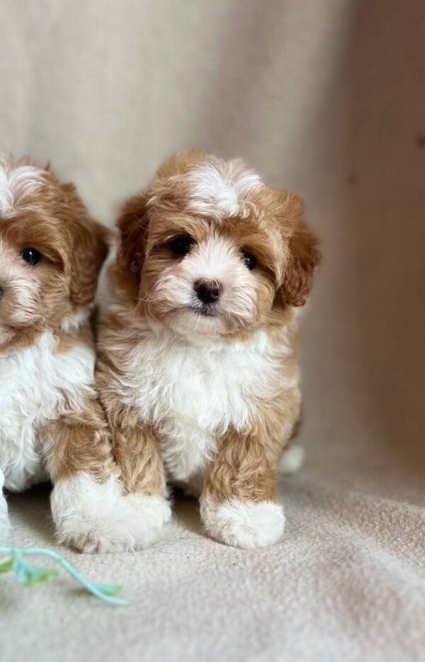 Quartz Maltipoo Quartz Maltipoo