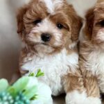 Quillian-male-Maltipoo-puppy-for-sale-1