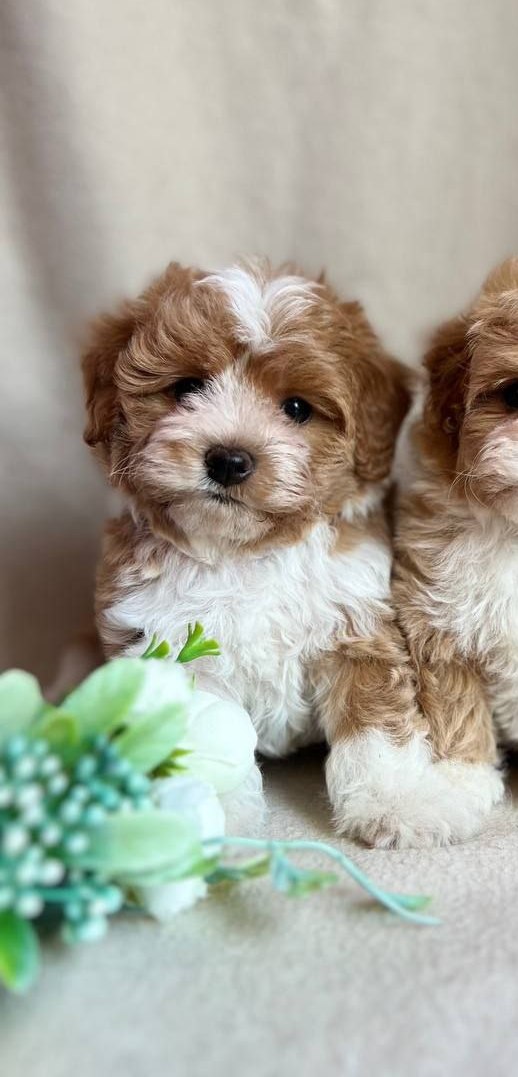 Quillian Maltipoo Quillian Maltipoo