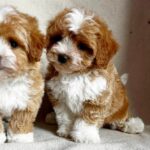 Quillian-male-Maltipoo-puppy-for-sale-3