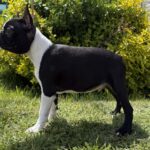 Raket-male-boston-terrier-puppy-for-sale- (1)