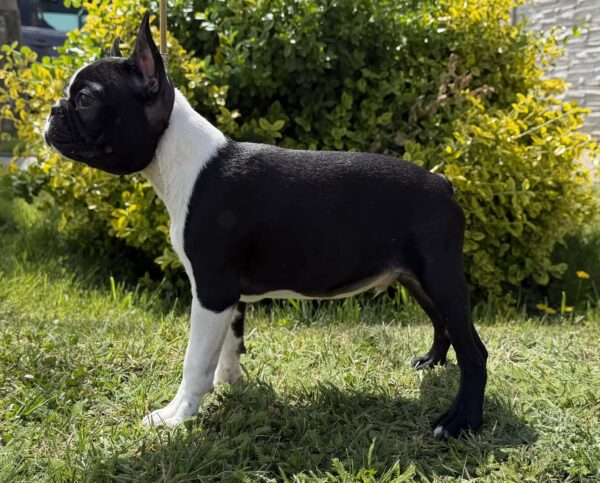 Raket Boston Terrier Raket Boston Terrier