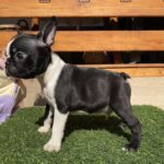 Raket-male-boston-terrier-puppy-for-sale- (1)