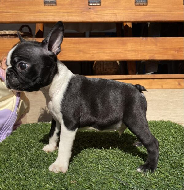 Raket Boston Terrier Raket Boston Terrier