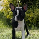 Raket-male-boston-terrier-puppy-for-sale- (2)