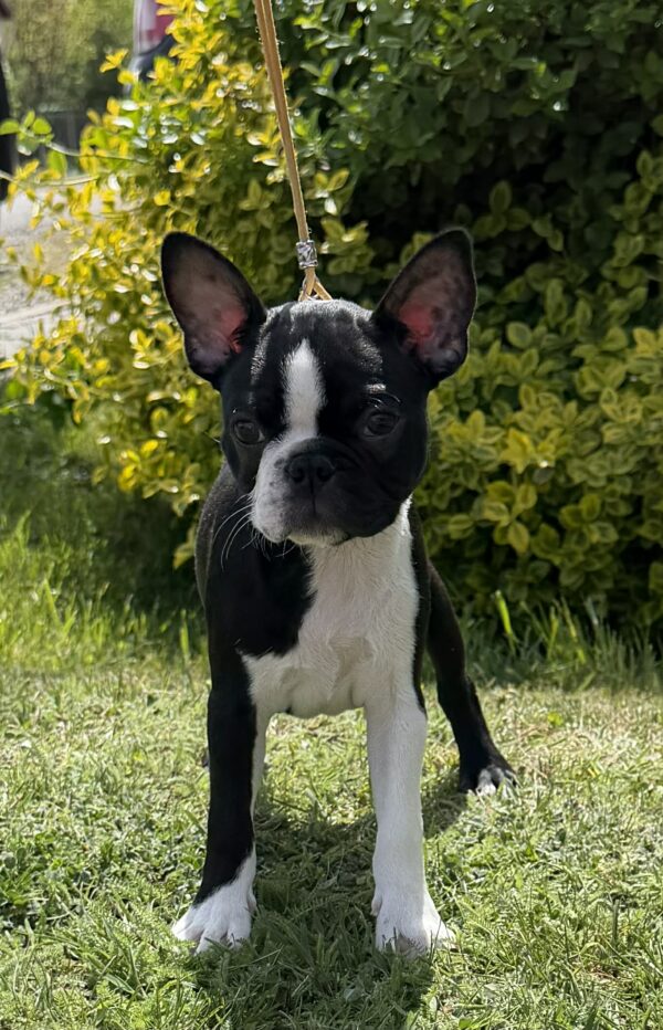 Raket Boston Terrier Raket Boston Terrier