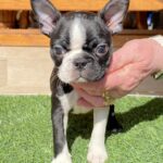 Raket-male-boston-terrier-puppy-for-sale- (2)