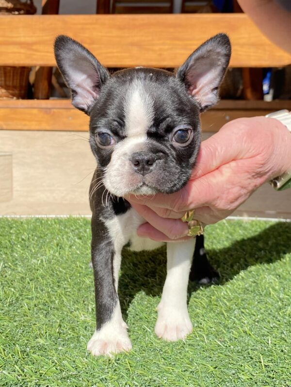 Raket Boston Terrier Raket Boston Terrier