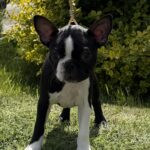 Raket-male-boston-terrier-puppy-for-sale- (3)