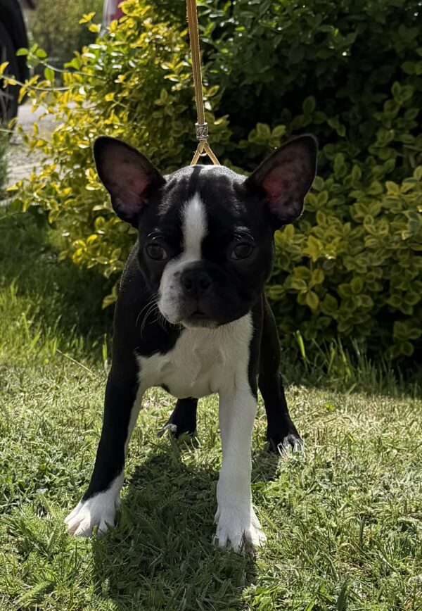 Raket Boston Terrier Raket Boston Terrier