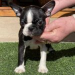 Raket-male-boston-terrier-puppy-for-sale- (3)
