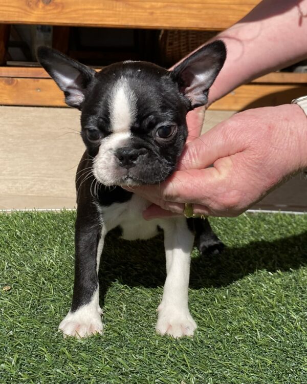 Raket Boston Terrier Raket Boston Terrier