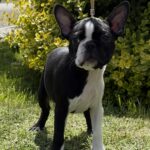 Raket-male-boston-terrier-puppy-for-sale- (4)