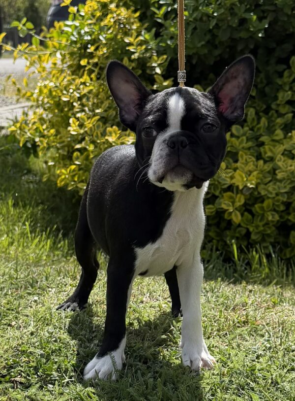 Raket Boston Terrier Raket Boston Terrier
