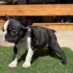 Raket-male-boston-terrier-puppy-for-sale- (4)