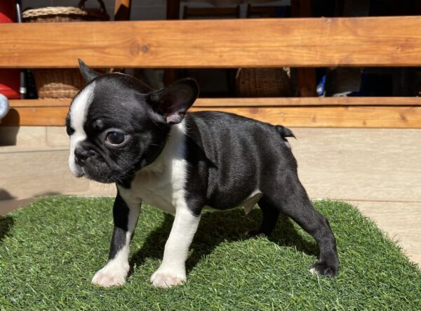 Raket Boston Terrier Raket Boston Terrier