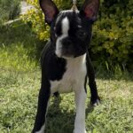 Raket-male-boston-terrier-puppy-for-sale- (5)