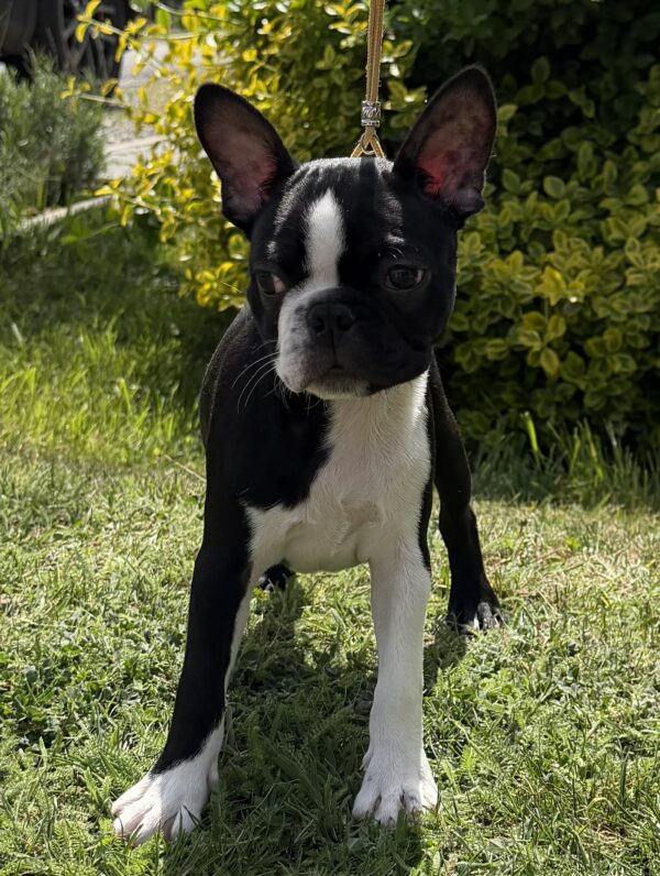 Raket Boston Terrier Raket Boston Terrier
