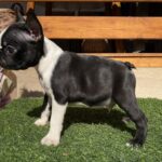 Raket-male-boston-terrier-puppy-for-sale- (5)