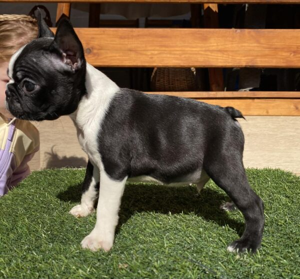 Raket Boston Terrier Raket Boston Terrier