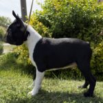 Raket-male-boston-terrier-puppy-for-sale- (6)