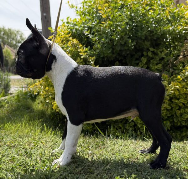 Raket Boston Terrier Raket Boston Terrier