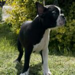 Raket-male-boston-terrier-puppy-for-sale- (7)
