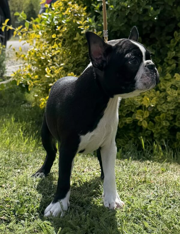 Raket Boston Terrier Raket Boston Terrier