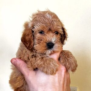 Regina Cockapoo Regina Cockapoo