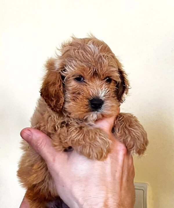 Regina Cockapoo Regina Cockapoo