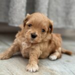 Remy-male-Maltipoo-puppy-for-sale-1