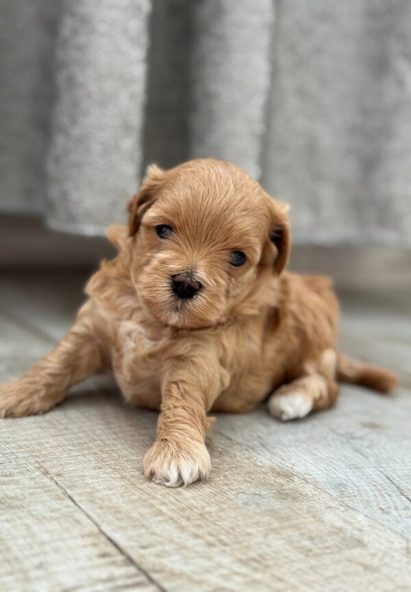 Remy Maltipoo Remy Maltipoo