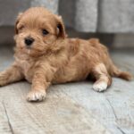 Remy-male-Maltipoo-puppy-for-sale-2