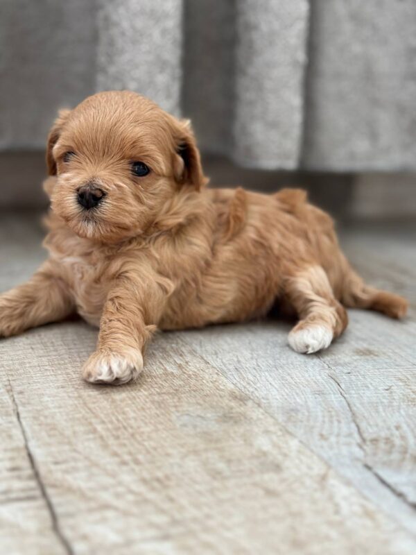 Remy Maltipoo Remy Maltipoo
