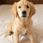 Riana-female-Golden-Retriever-puppy-for-sale-1