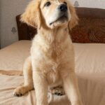 Riana-female-Golden-Retriever-puppy-for-sale-2