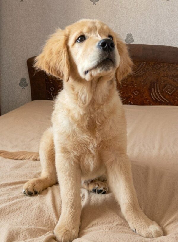 Riana Golden Retriever Riana Golden Retriever