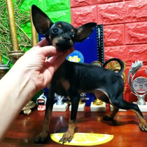 Roulia Russian Toy Terrier Roulia Russian Toy Terrier