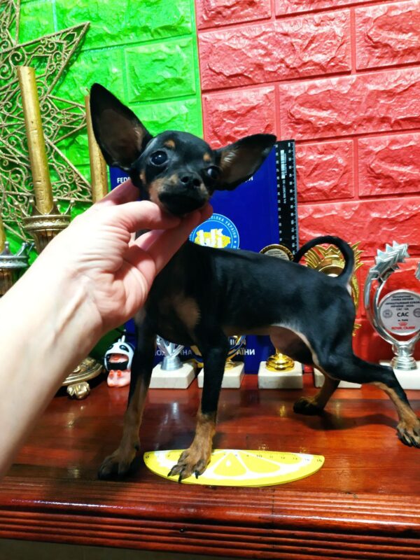 Roulia Russian Toy Terrier Roulia Russian Toy Terrier
