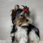 Samur-male-Biewer-Yorkshire-Terrier-puppy-for-sale-1 (1)
