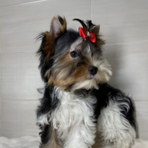 Samur Biewer Yorkshire Terrier Samur Biewer Yorkshire Terrier