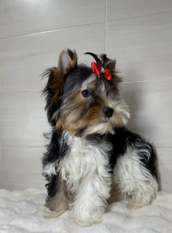 Samur Biewer Yorkshire Terrier Samur Biewer Yorkshire Terrier