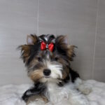 Samur-male-Biewer-Yorkshire-Terrier-puppy-for-sale-1 (2)