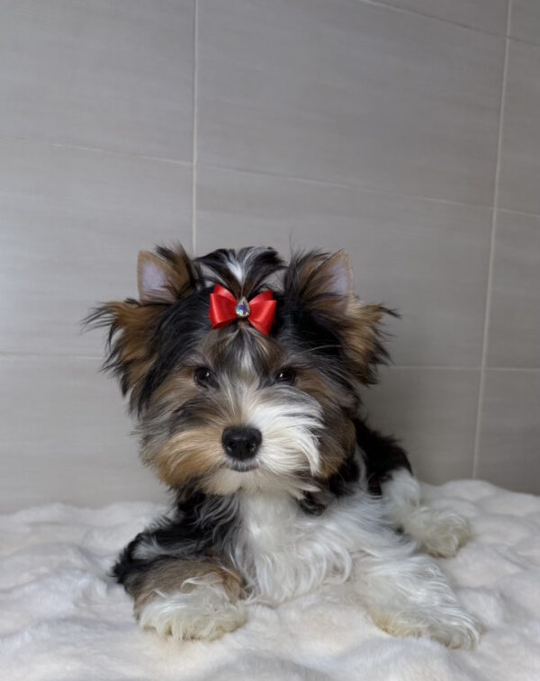 Samur Biewer Yorkshire Terrier Samur Biewer Yorkshire Terrier
