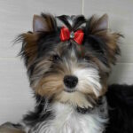 Samur-male-Biewer-Yorkshire-Terrier-puppy-for-sale-1 (3)