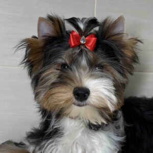 Samur Biewer Yorkshire Terrier Samur Biewer Yorkshire Terrier