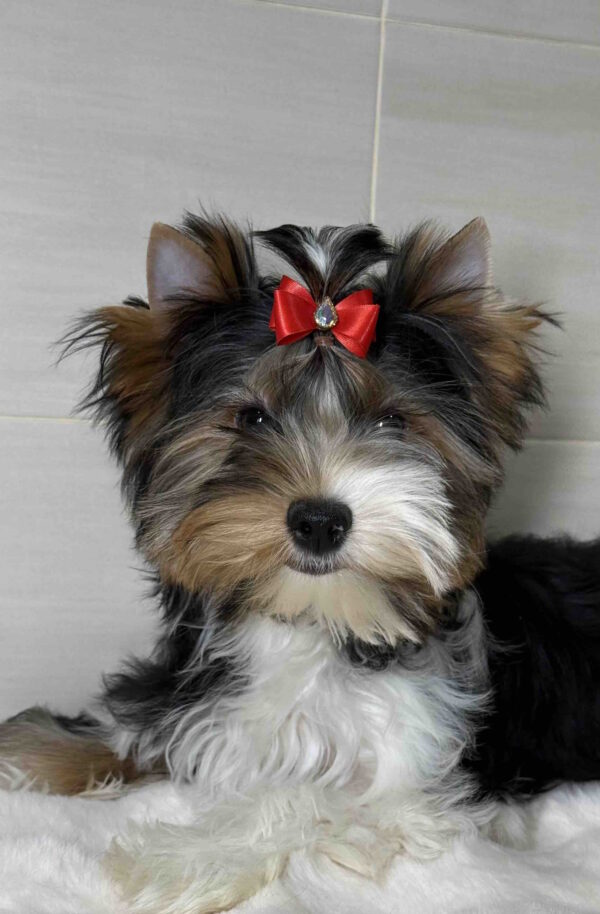 Samur Biewer Yorkshire Terrier Samur Biewer Yorkshire Terrier