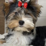Samur-male-Biewer-Yorkshire-Terrier-puppy-for-sale-1 (4)