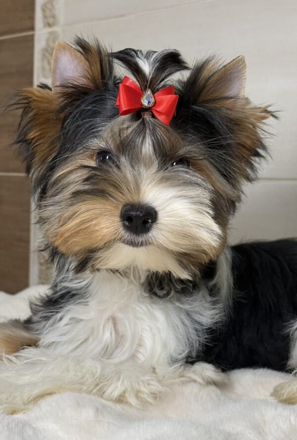 Samur Biewer Yorkshire Terrier Samur Biewer Yorkshire Terrier